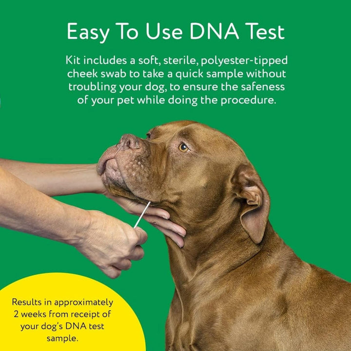 – Trusted & Affordable Breed Identification Test | 350+ Breeds Identified W/ 99%+ Accuracy | Complete Breed Analysis, Personality and Behavior Insights | Easy Cheek Swab, Results in 2 Weeks