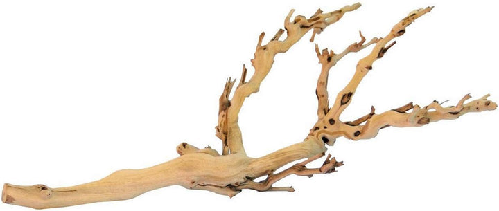 Forest Branch, Small