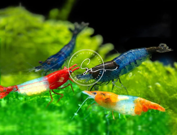 ™ Premium Neocaridina Shrimp – a Perfect Combo to Brighten Your Aquarium! (20 Mixed + 1MYSTERY Snail)