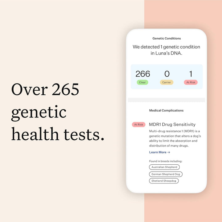 Panel Premium Dog DNA Kit: Most Comprehensive with 265+ Health Tests, Identify 365+ Dog Breeds, 50+ Traits, Relatives, Ancestry, Genetic Diversity - Pack of 1