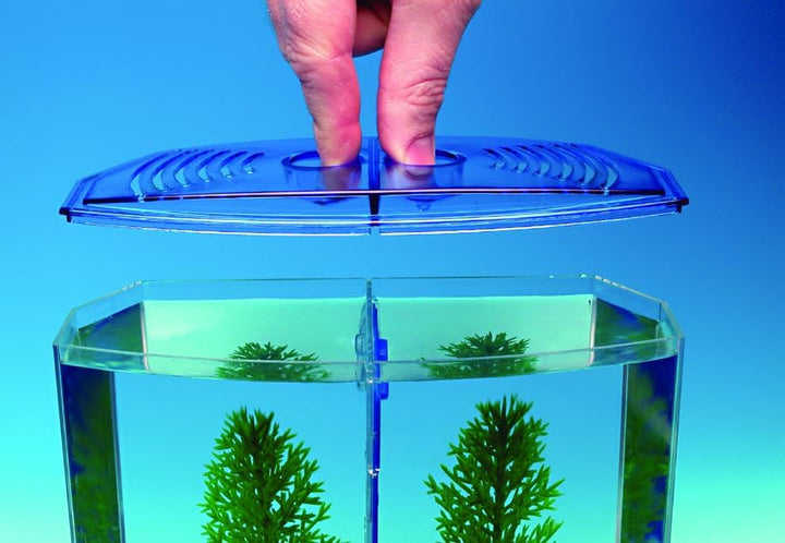 Twin Betta Bow-Front Kit for Aquarium Blue, Green, Tank Is 7.5" across the Front, 6" across the Back