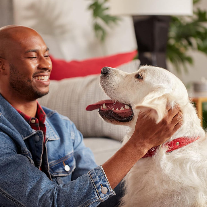 Peanut Butter Flavor Naturally & Artificially Flavored Dog Biscuits - Crunchy Dog Treats - 7 Pounds (Packaging Design May Vary)