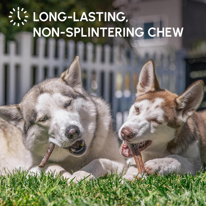 Bully Sticks for Dogs - Natural 6 Inch Beef Chews, Odor-Free & Rawhide-Free, Long Lasting Dog Treats for Aggressive Chewers - Healthy, Safe & Delicious Chews Dogs Love (10 Pack)