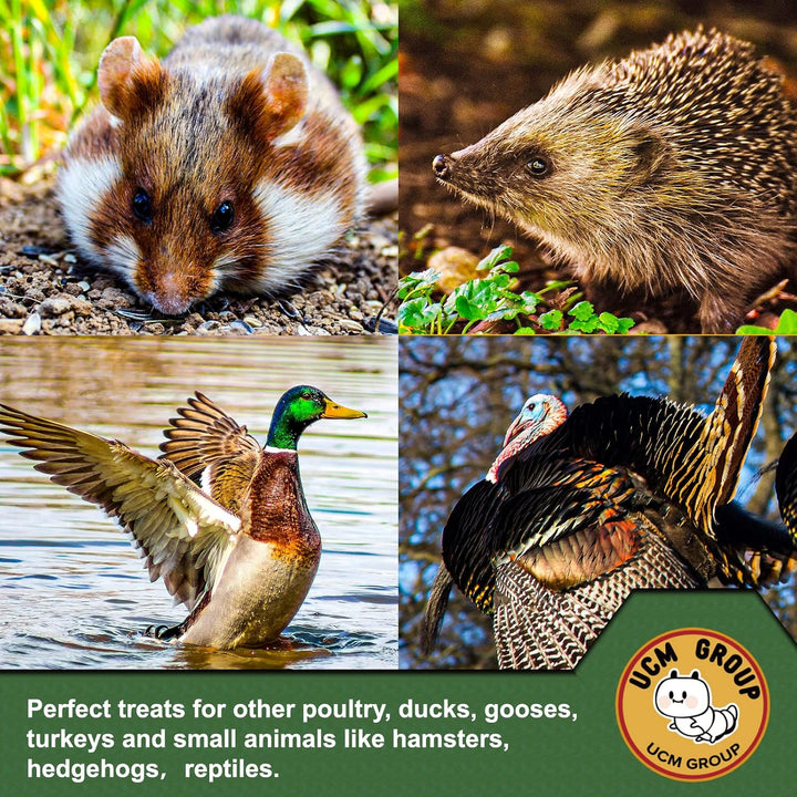 10LB Dried Mealworms for Wild Birds, Chickens, High Protein Organic Chicken Feed, 100% Non-Gmo for Chickens, Ducks, Turtles and Reptiles