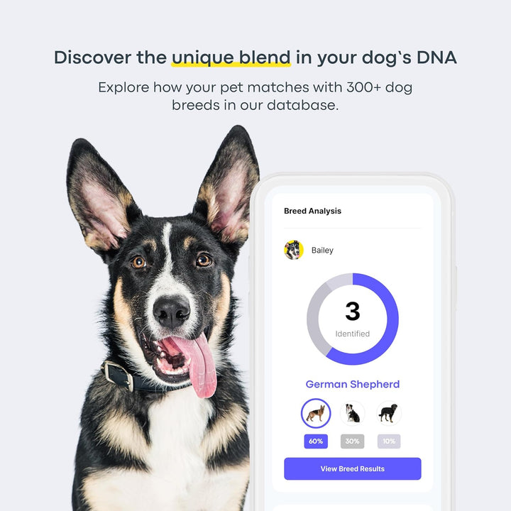 Dog DNA Testing Kit - 300+ Breeds, 280+ Health Risks, and 30+ Traits - Comprehensive Mixed Breed Identification, Pet DNA Test Kit, Canine Genetic Ancestry and Heritage