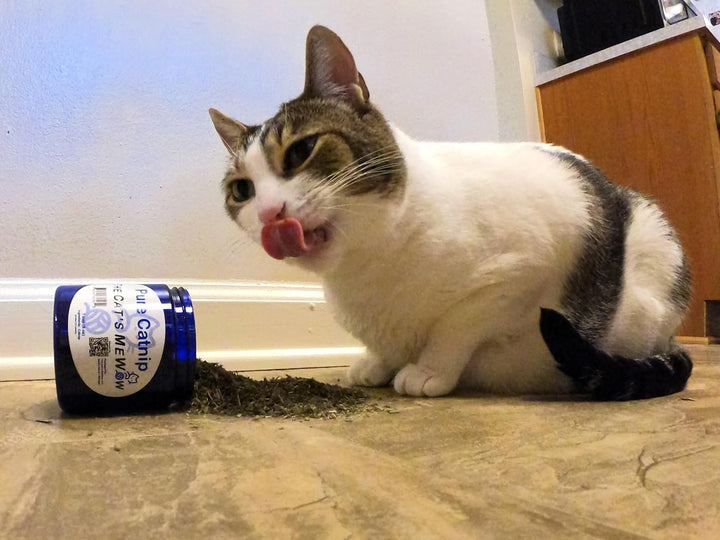 100% Pure Catnip - All Natural, Non-Addictive Treat for Cats & Kittens