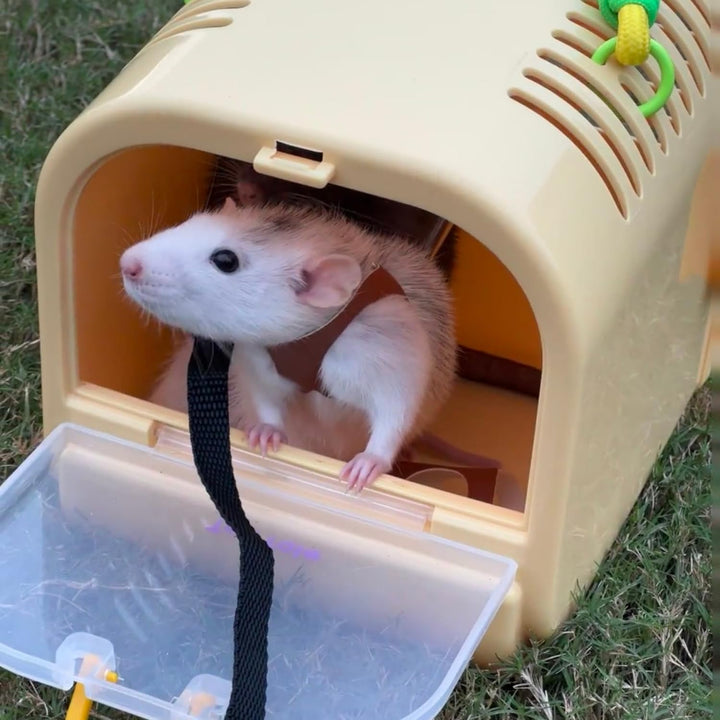 3 Pack Rat Harness and Leash - Adjustable Soft Leather Small Animal Harness Leash Traction Rope Anti-Bite Chain Training Walking Vest Accessories for Squirrel Reptile (Brown)