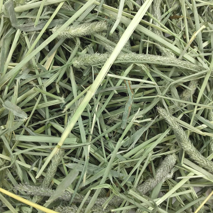 Animal Health Western Timothy Hay, Guinea Pig Hay, Small Pet Bunny Supplies, All Natural Grass for Guinea Pig, Bunny, Chinchilla & Hamster,  Rabbit Supplies for Bunnies, 90 Oz. Bag