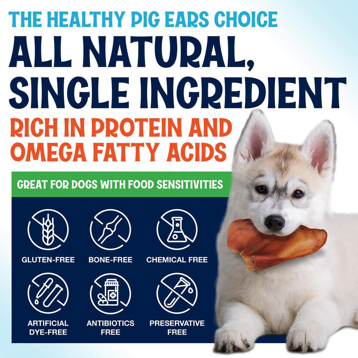 Whole Pig Ears for Dogs Large - 100 Pack Long Lasting Dog Chews - One Ingredient Delicious All Natural Flavor – Easy to Digest Dog Treat for Large Dogs - Great for Teeth and Gums