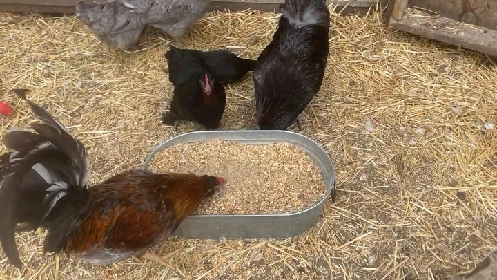 Vital Nutrients: Chicken Vitamins for Feed & Molting Supplement, Egg Booster, Poultry & Chicken Vitamins -  (1.5 Pounds)