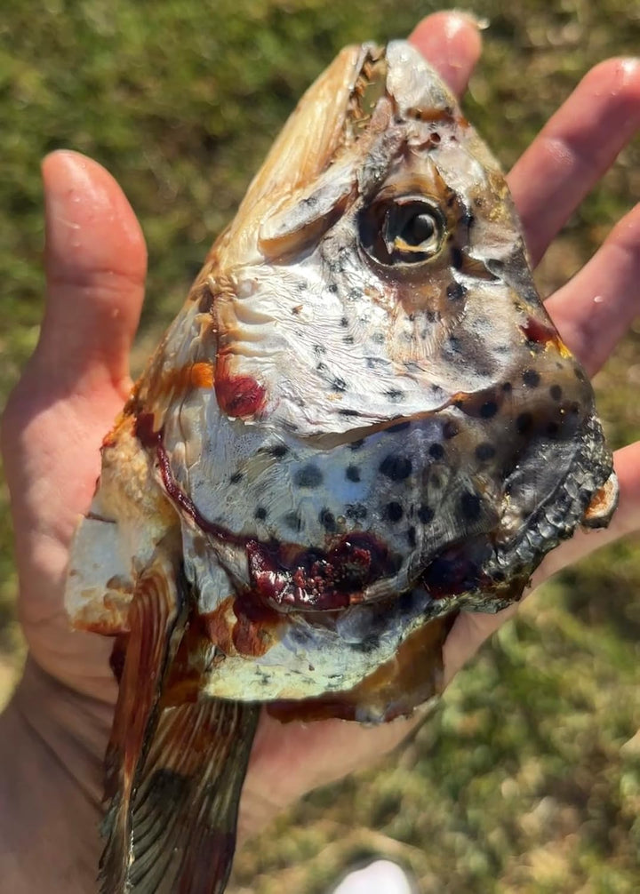 Dehydrated Salmon Head for Cats and Dogs