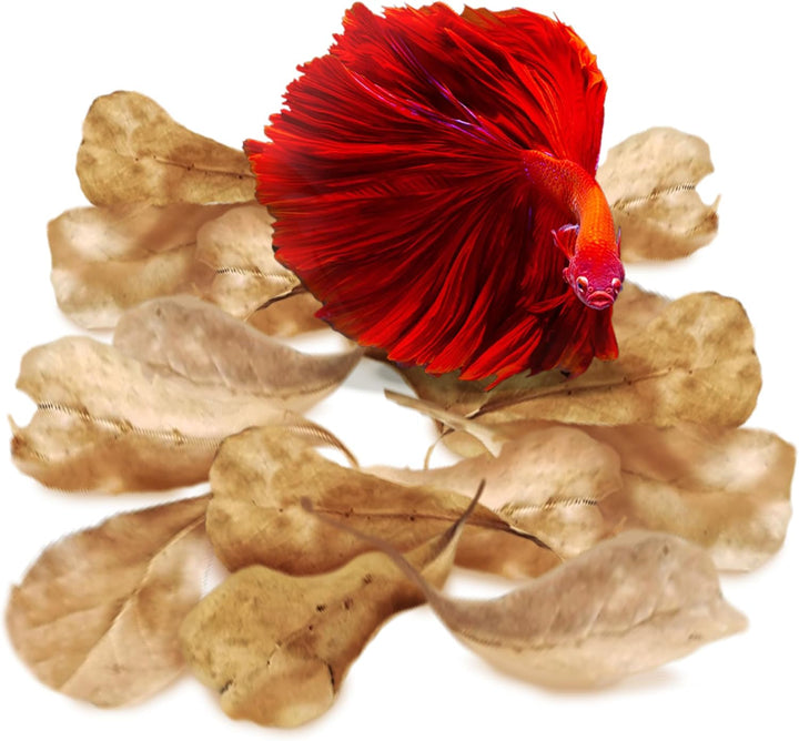 50 Pcs Catappa Indian Almond Leaves for Betta Fish Tank Aquarium, 2” Water Conditioner Leaves, Leaf Also Suitable for Shrimp, Goldfish, Guppy and Frogs