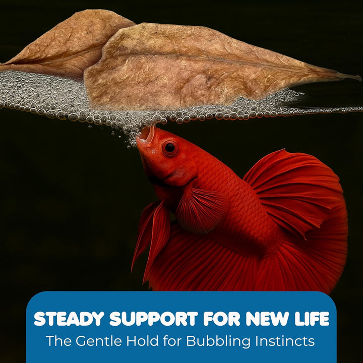 50 Pcs Catappa Indian Almond Leaves for Betta Fish Tank Aquarium, 2” Water Conditioner Leaves, Leaf Also Suitable for Shrimp, Goldfish, Guppy and Frogs