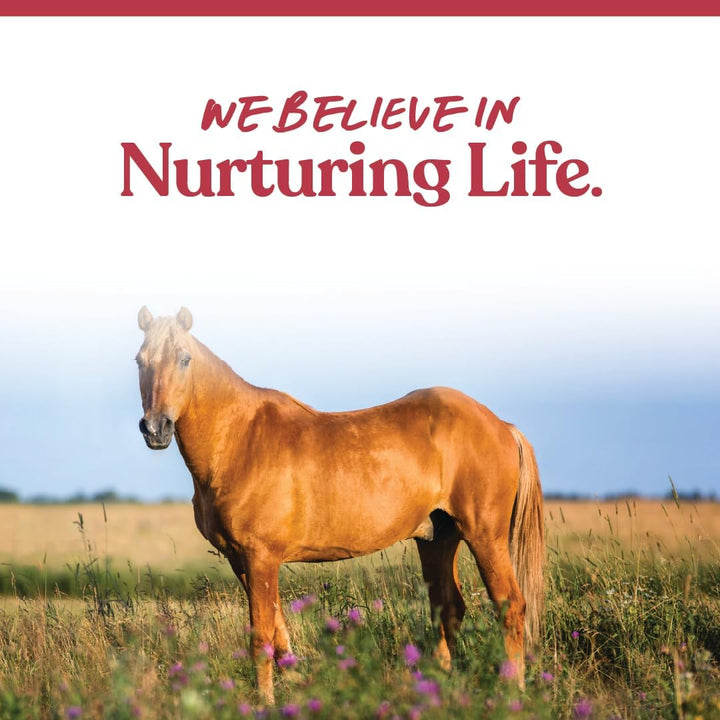 Weight Accelerator for Senior Horses – Weight Gain and Muscle Support Supplement with Omega 3 Fatty Acids and Flaxseed – High-Calorie Feed Topper for Horses – 8 Lb Bag