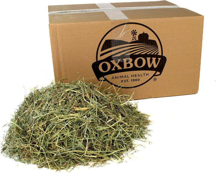 Animal Health Orchard Grass, Guinea Pig Hay, Rabbit Hay, Small Pet Bunny Supplies, All Natural Grass for Guinea Pig, Bunny, Chinchilla & Hamster,  Rabbit Supplies for Bunnies, 9 Lb. Box