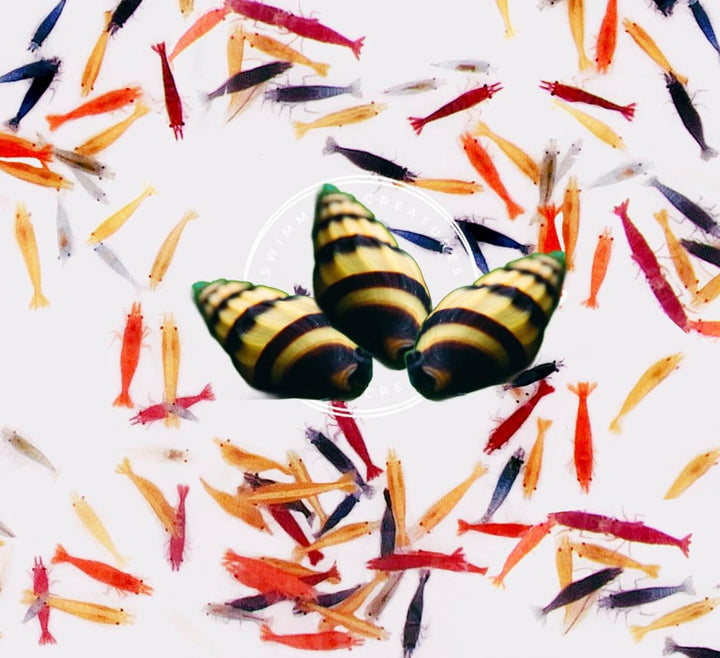 ™ Premium Neocaridina Shrimp – a Perfect Combo to Brighten Your Aquarium! (20 Mixed + 1MYSTERY Snail)