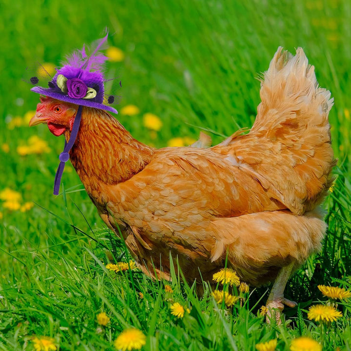 6 Pieces Chicken Hats for Hen Mini Chicken Helmet Accessories Feather Top Funny Small Hat Funny with Adjustable Elastic Chin Strap for Animal Costume (Fresh Color, Classic Style)