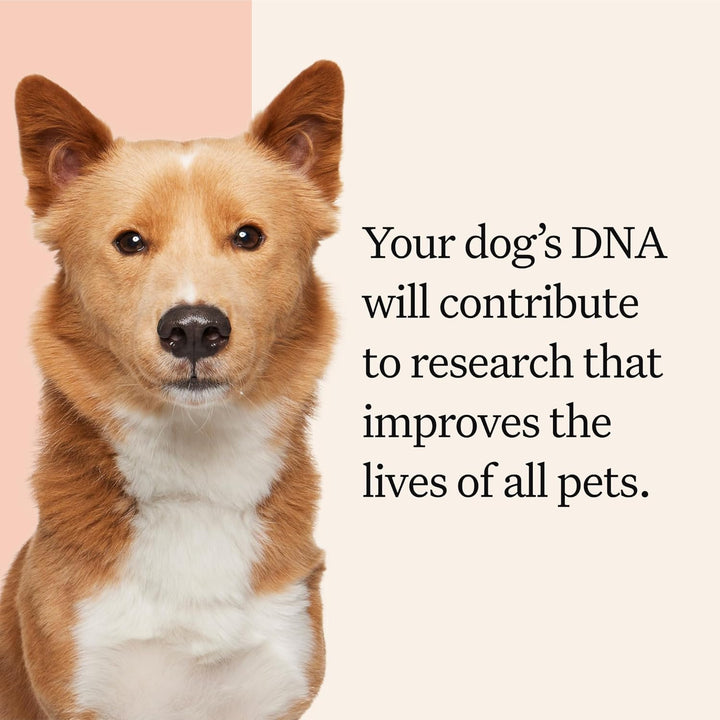 Panel Premium Dog DNA Kit: Most Comprehensive with 265+ Health Tests, Identify 365+ Dog Breeds, 50+ Traits, Relatives, Ancestry, Genetic Diversity - Pack of 1