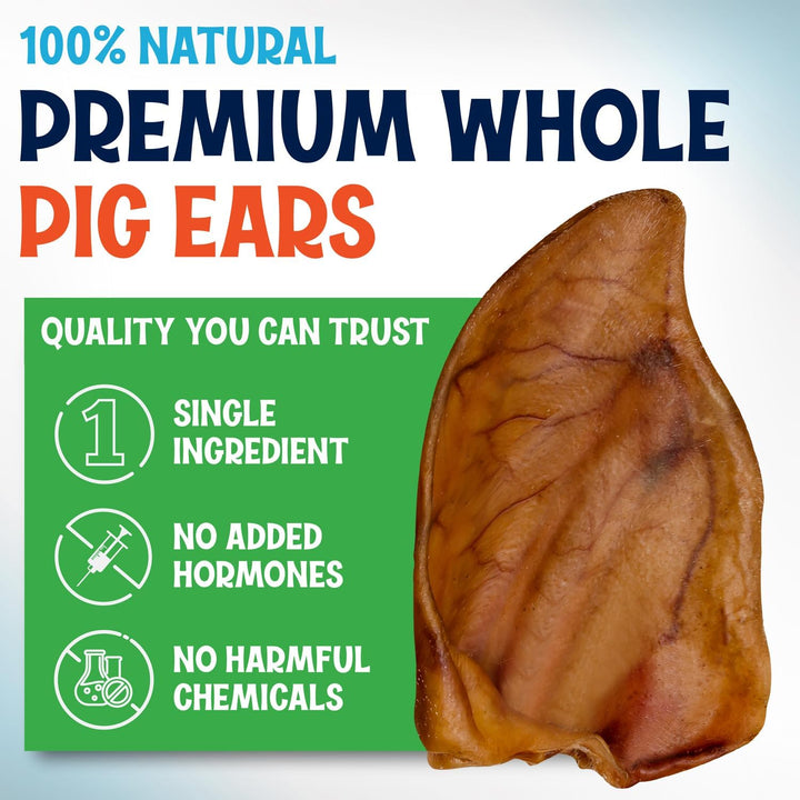 Whole Pig Ears for Dogs Large - 100 Pack Long Lasting Dog Chews - One Ingredient Delicious All Natural Flavor – Easy to Digest Dog Treat for Large Dogs - Great for Teeth and Gums
