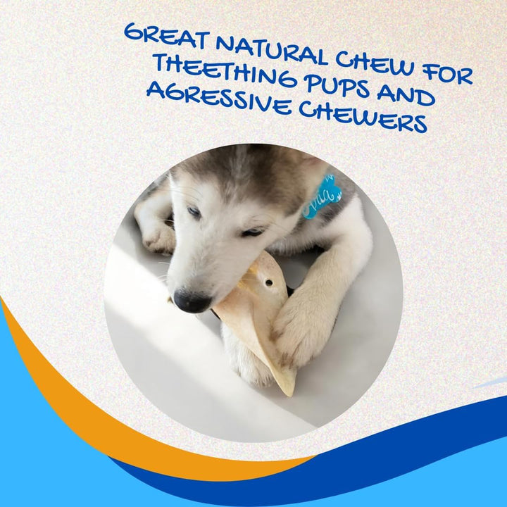 100% Natural Real Cow Ears (50 Pack) Prime Dog Chews, over 5 Inches Free Range Grass Fed Cattle, No Additives, Chemicals or Hormones