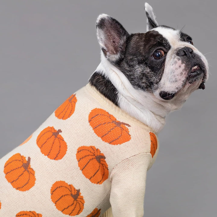 Pumpkin Dog Sweater, Thanksgiving Outfit for Small Dogs Boy Girl, Pet Outfit, Orange, Beige, Medium