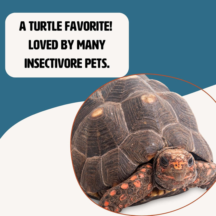 Freeze Dried River Shrimp, Nutrient-Packed, Ideal for Lizards, Reptiles, Birds, Fish, Hedgehogs, 1 Oz