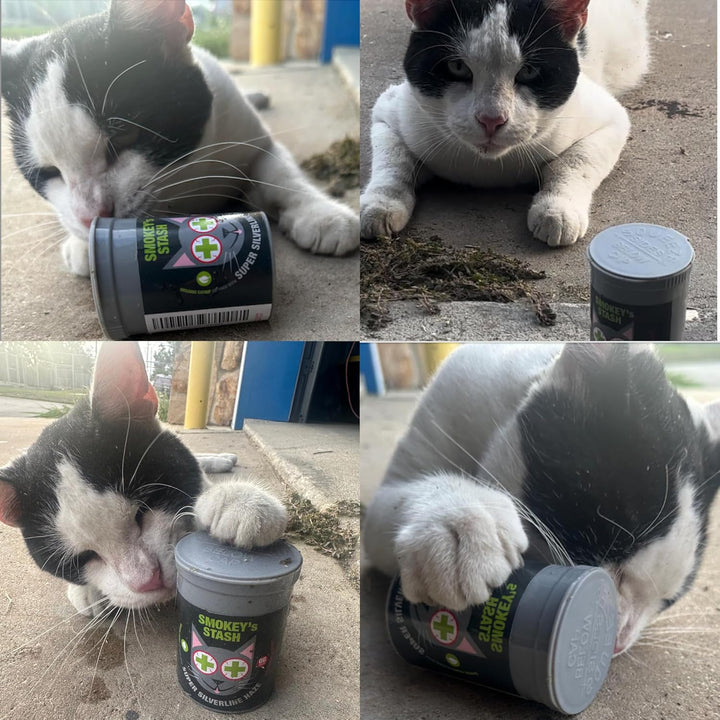 Silvervine Haze Potent Catnip and Silver Vine Blend for Cats