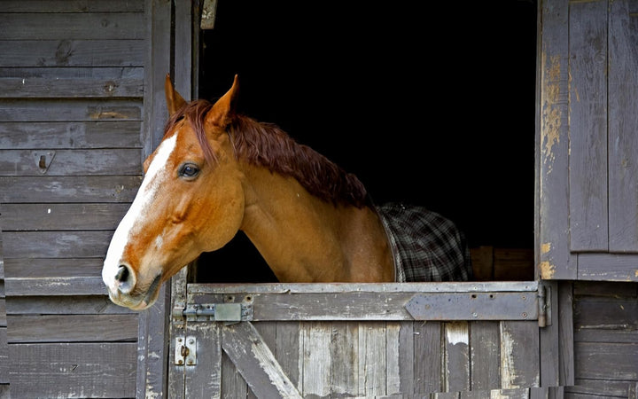 Horse Stall Refresher Powder, Stall Refresher Odor Eliminator, Horse Stall Odor Eliminator, 35 Lbs