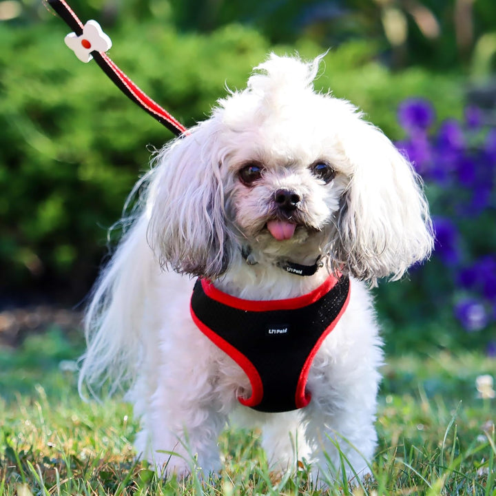 Pet Li'L Pals Dog Slicker Brush with Coated Tips - Dog Grooming Brush for Small Breeds & Puppies - One Size (3.25” X 7.25”)