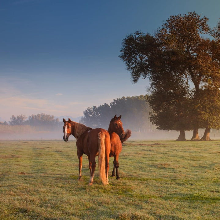Corona Lanolin-Based Ointment for Horses, Soothes Skin Irritation, 7 Oz – Natural Relief for Equine Skin Care