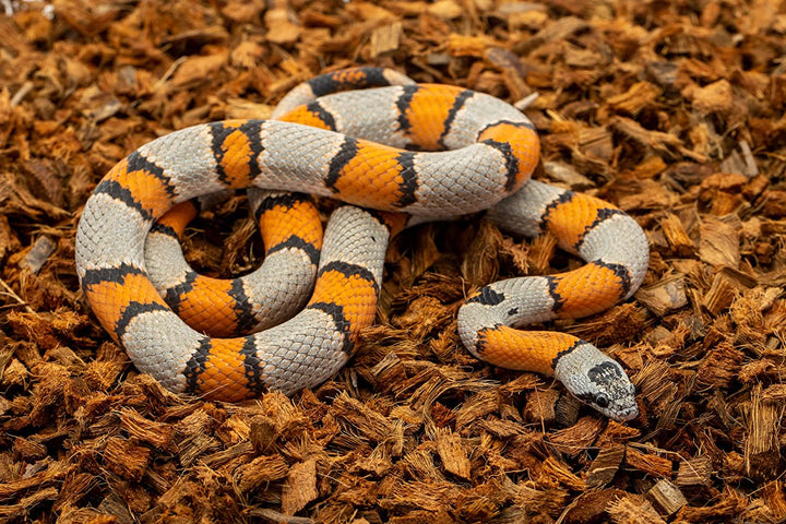 Reptichip Reptile Substrate Coconut Chip Bedding 72 Quart Compressed Organic Coco Husk Block for Snake Habitat, Ball Python Terrarium, Turtle Tanks, Tortoise Enclosure