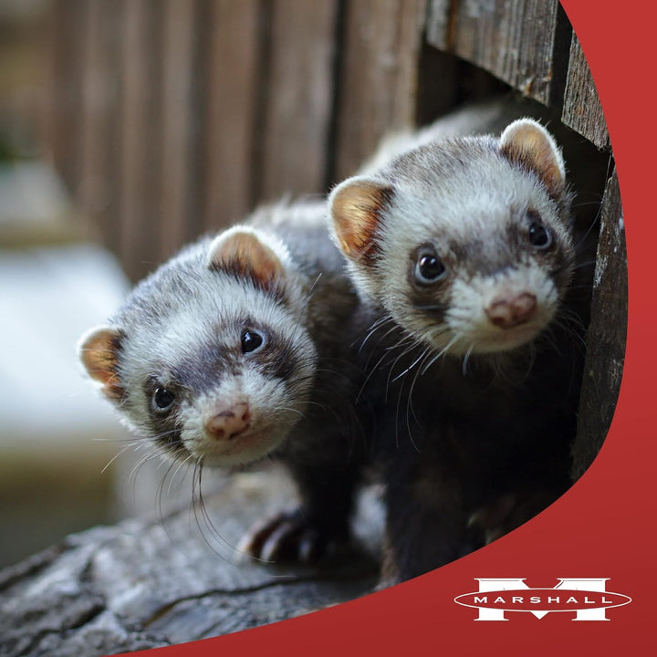 Marshall Furo-Vite Vitamin Supplement Paste – 3 Oz – Supports Energy, Immune Health & Overall Well-Being – Nutrient-Rich Formula for Ferrets & Small Animals