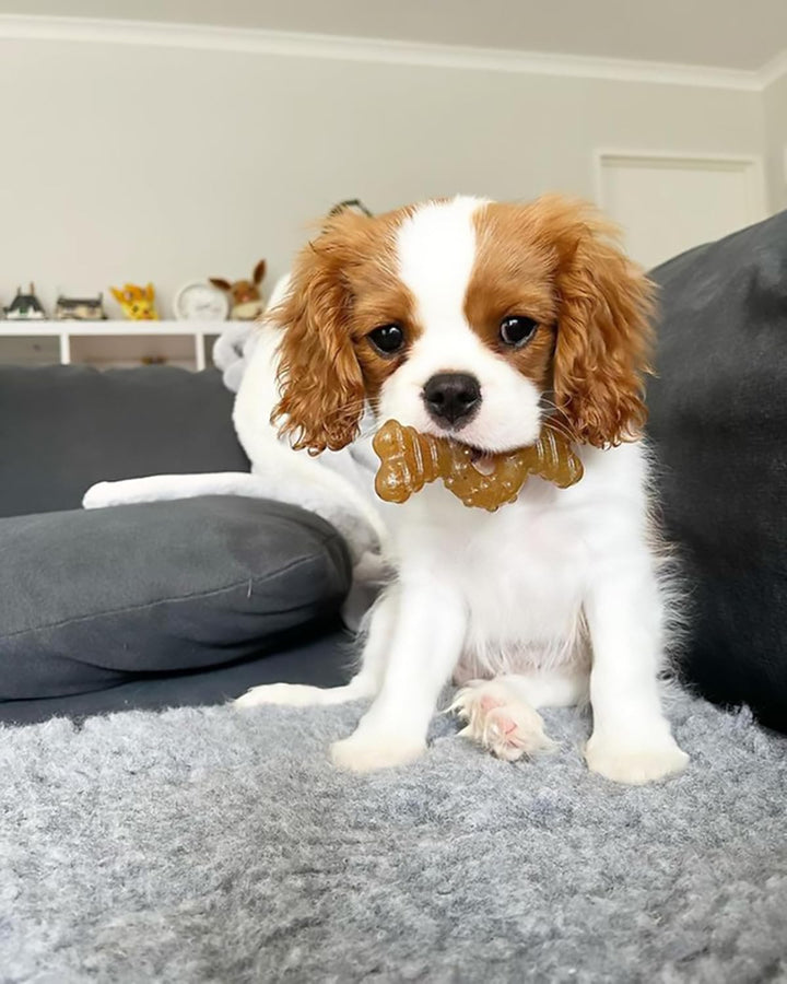 Ring Bone Chew Toy for Puppies, Puppy Teething Toys, Puppy Enrichment Toys, Chicken Flavor, X-Small Dogs - up to 15 Lbs, 1 Count