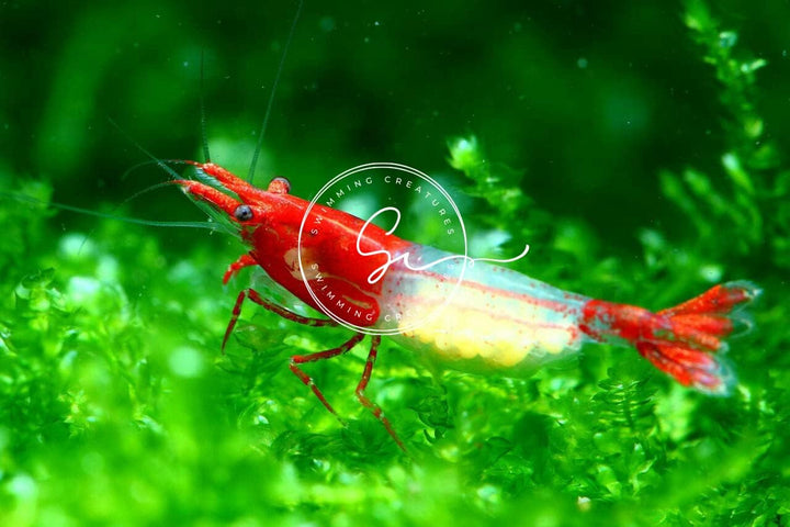 ™ Premium Neocaridina Shrimp – a Perfect Combo to Brighten Your Aquarium! (20 Mixed + 1MYSTERY Snail)